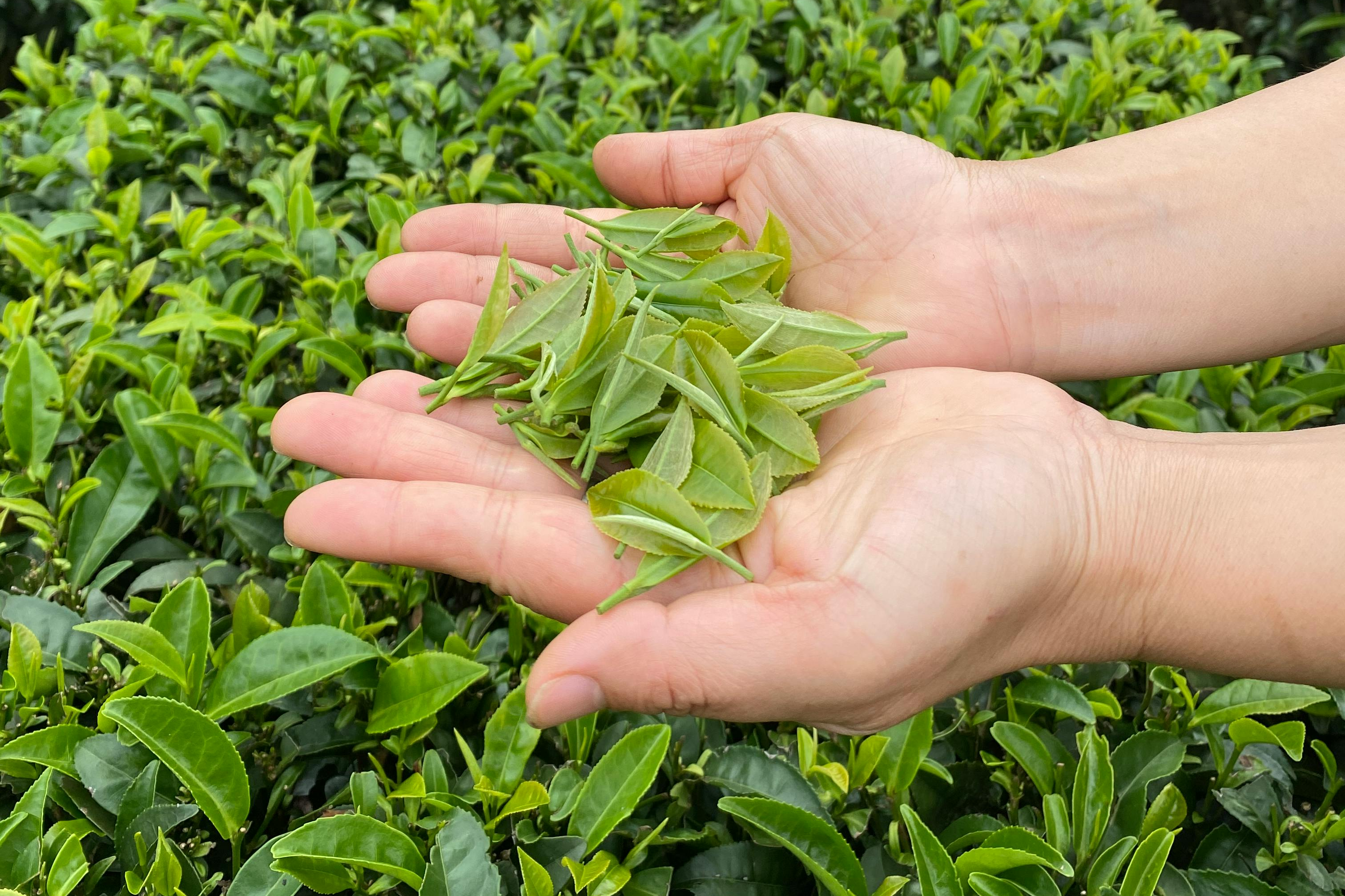 Shincha matcha and fresh spring tea leaves