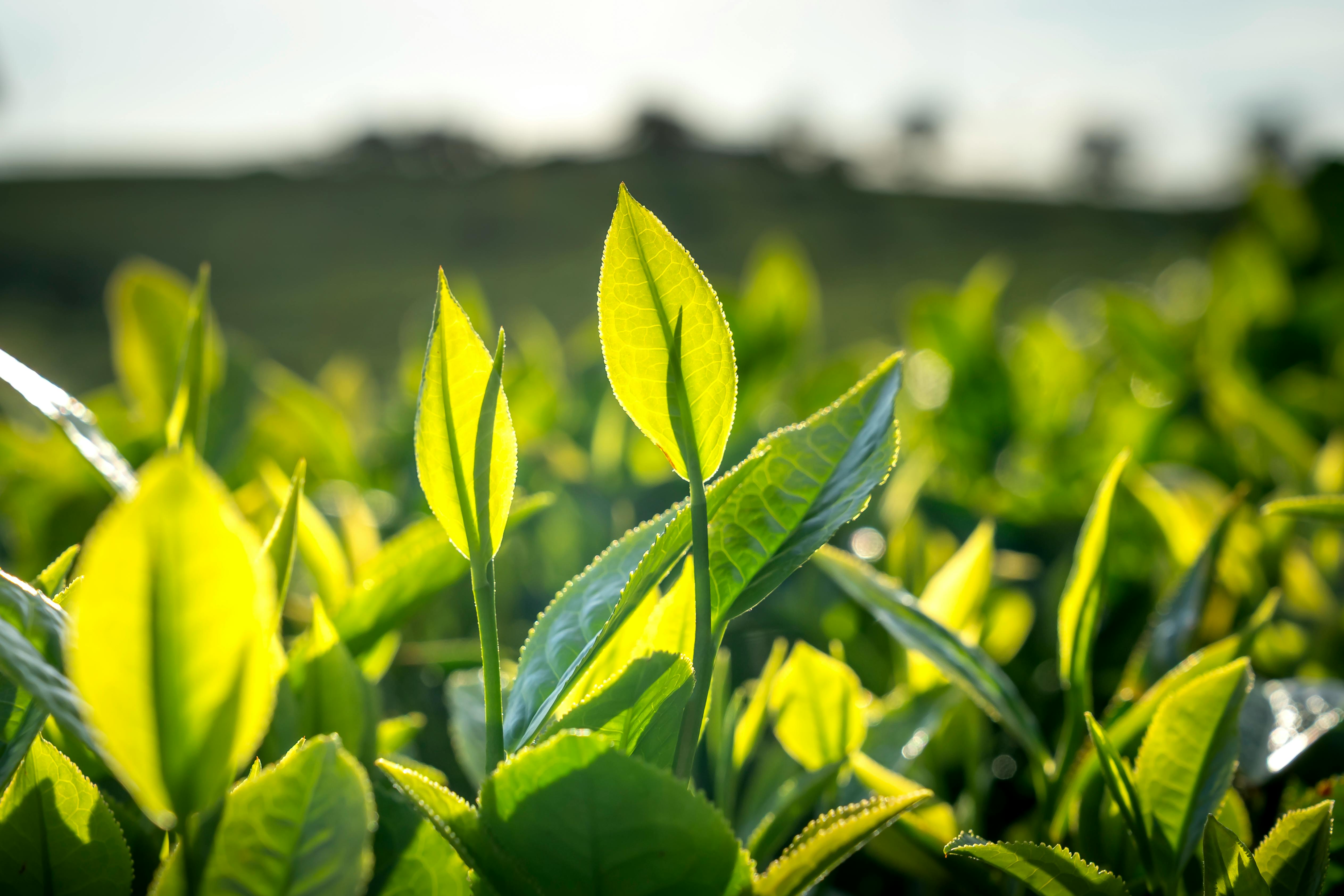Hachijū-hachiya 八十八夜 - A Key Seasonal Moment in Japanese Tea