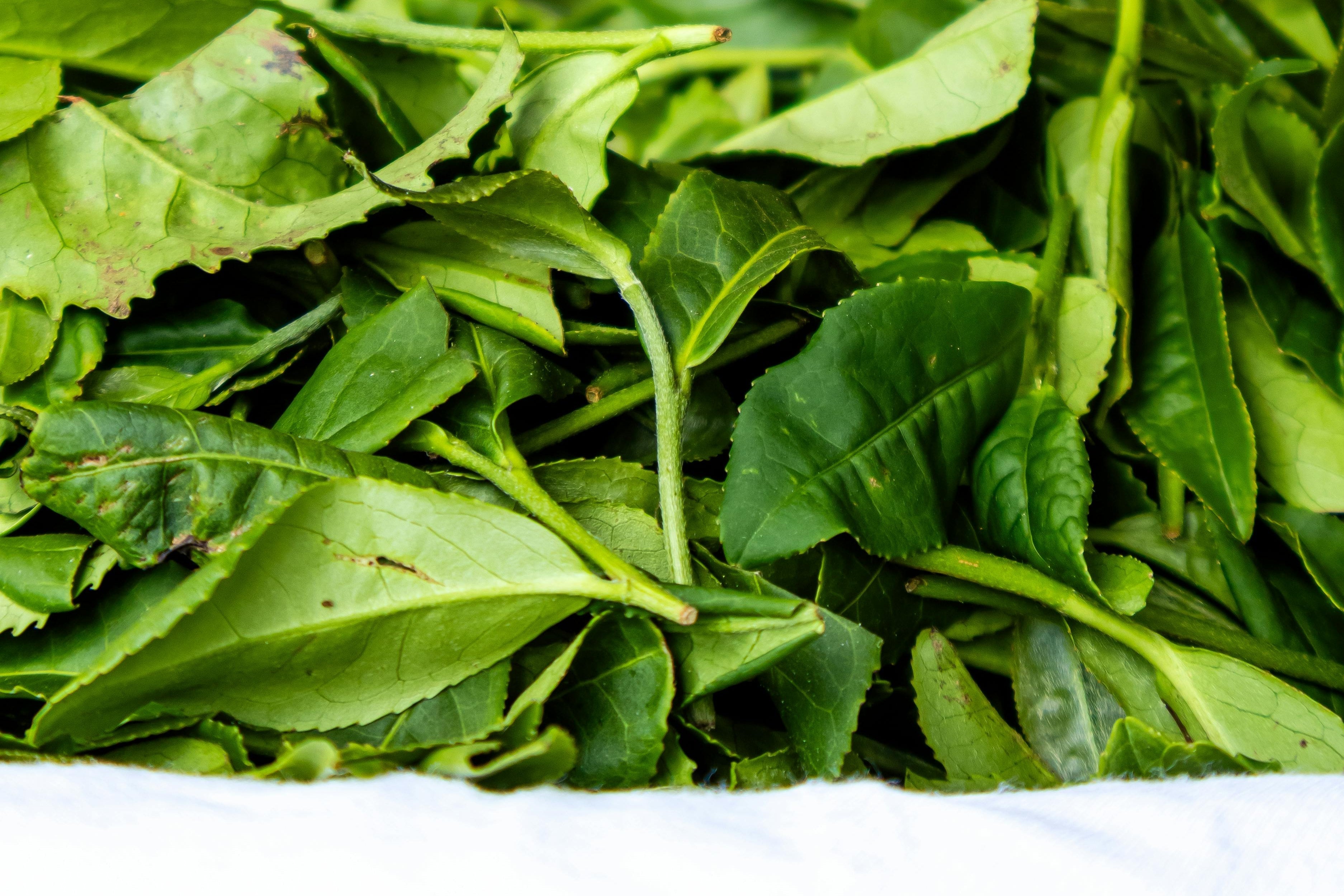 The making of matcha